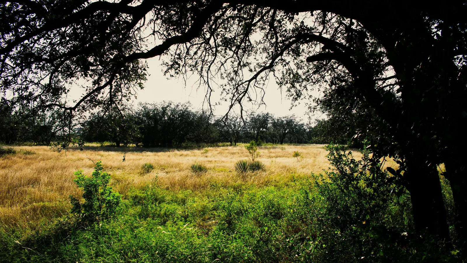 Illustrative stock photo of a Texas oak pasture near Brady
